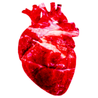 heart